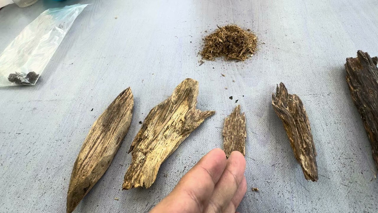 Different Grades of Agarwood Used in Oud Oil Distillation | Know the Difference