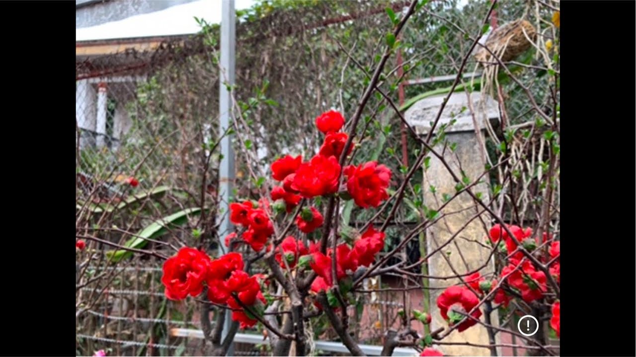 Live tối 29/1 mai đỏ tứ quý tết…lh 0393998895