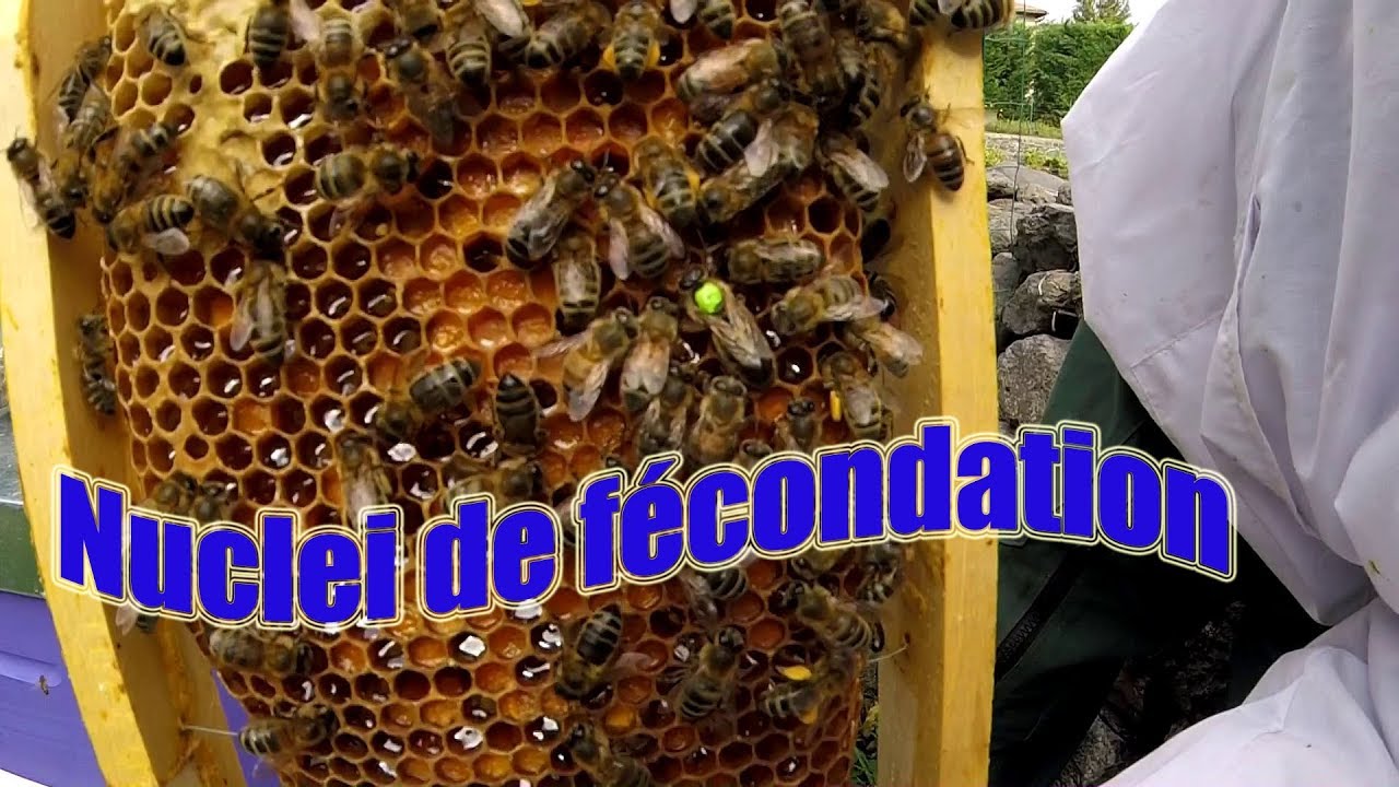 Nuclei de fécondation
