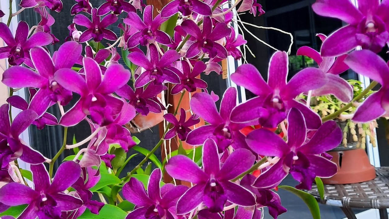 Orchid garden, what's in bloom in August and a little bit about their care. @orchidnewbee8786
