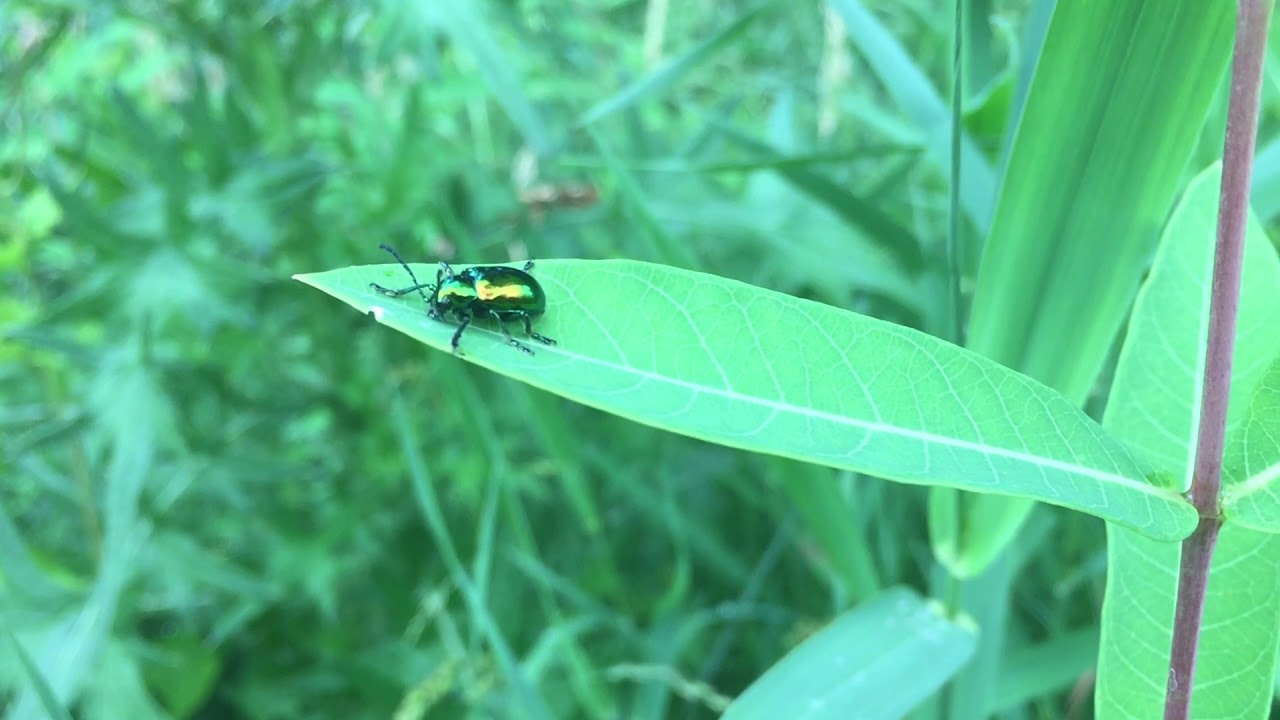 Dogbane leaf beetle enjoys some roadside dogbane