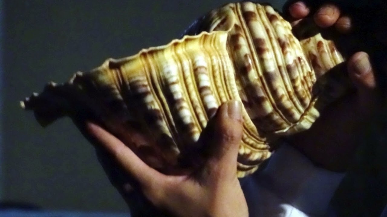 Horagai（Japanese traditional sound）
