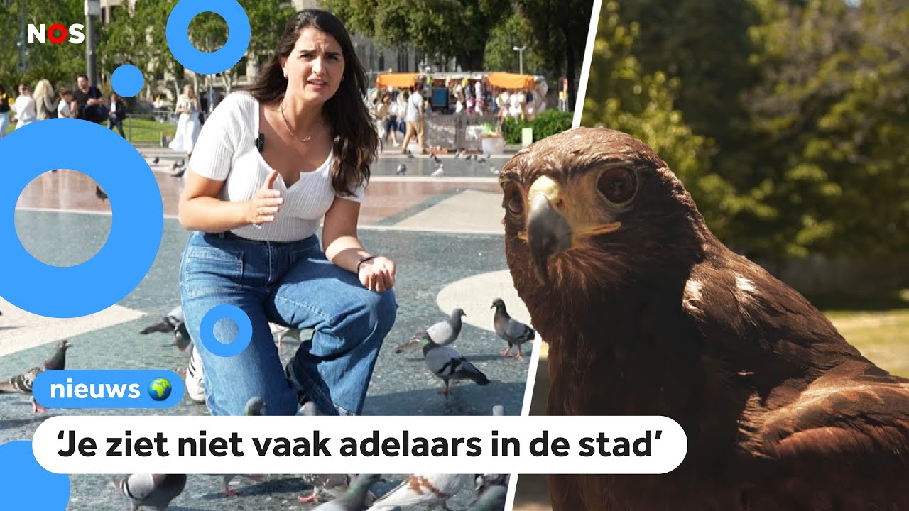 In Barcelona verjagen ze duiven met roofvogels