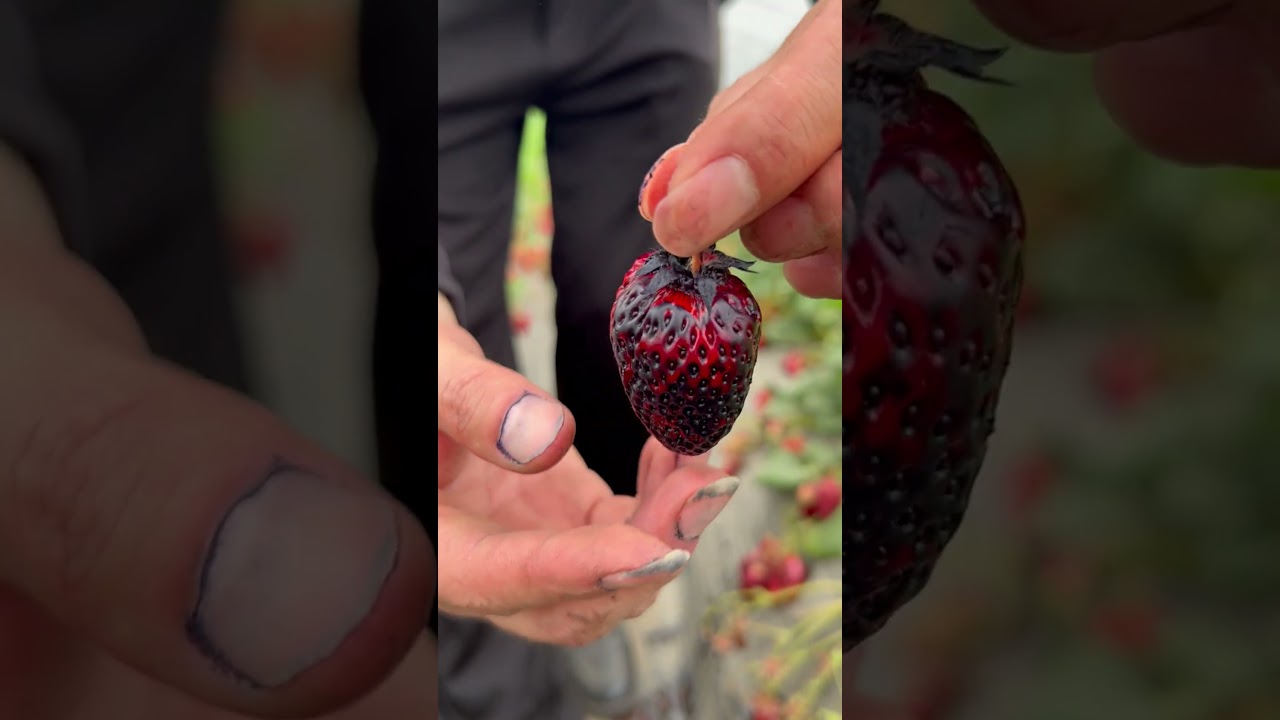 How Red Are Strawberries? My eyes have eaten it! 👀🍓#Strawberrypicking #Supersweetstrawberry