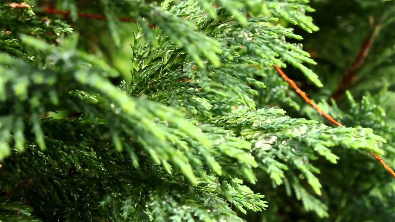 Rain - Canon 550D/T21 video footage