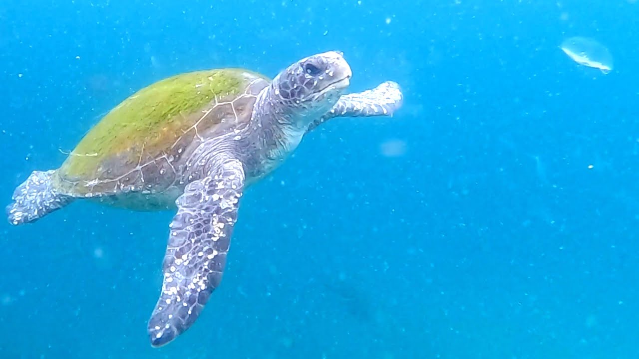 Turtles Feast on Jellyfish at Byron Bay!
