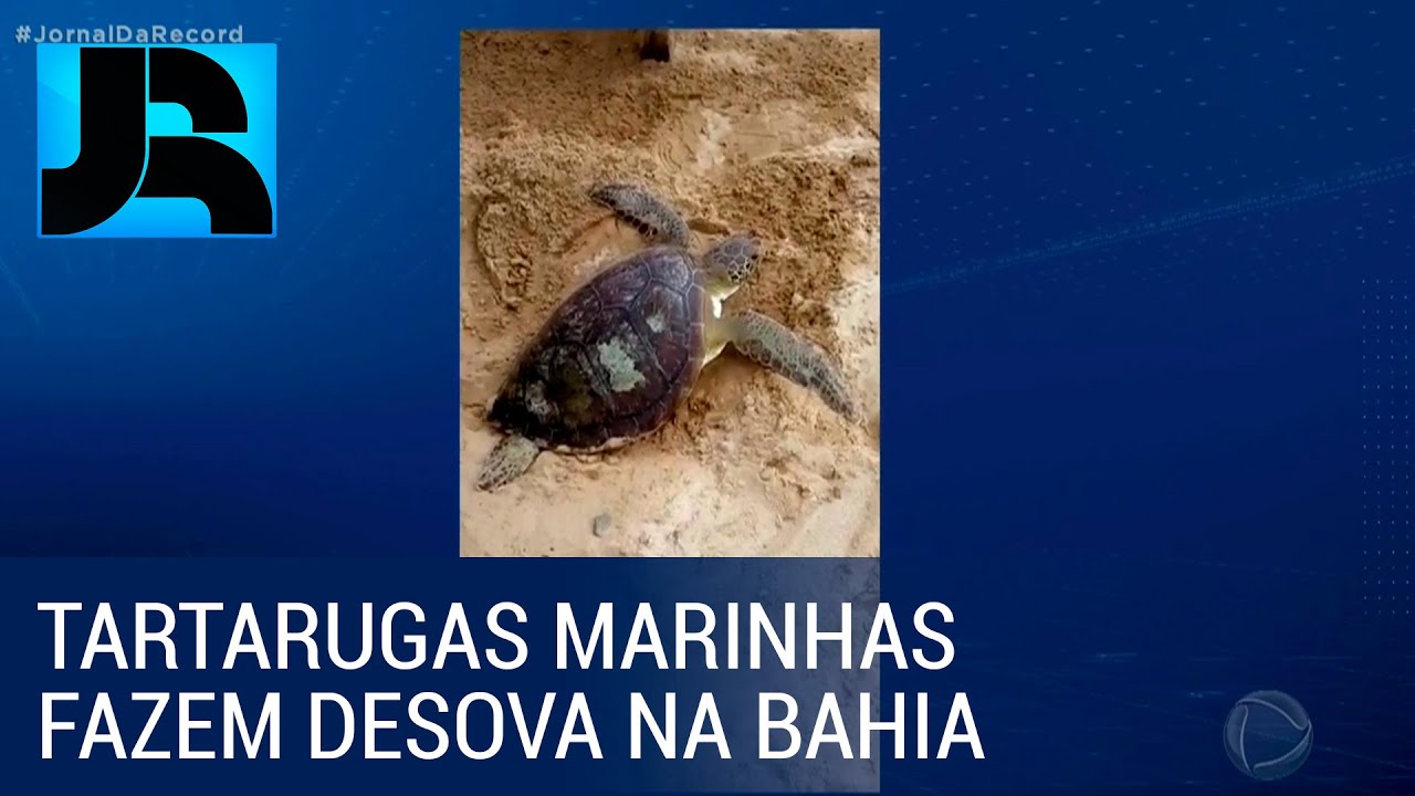 Tartarugas marinhas fazem desova na Praia da Barra, na Bahia