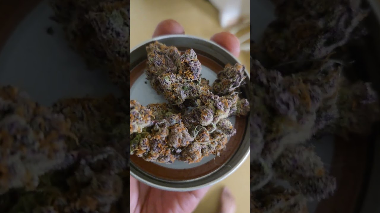 Blue nerds x dantes wrath from Clearwater genetics grow by me. grow in  soil harvested in 73 days