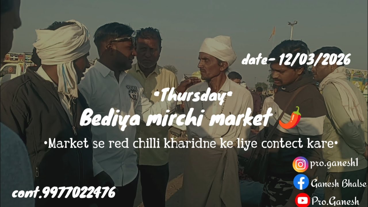 Bediya red chilli market 🌶️ (M.P.) cont.9977022476 #redchilli #adivasisong #guntur #trending 