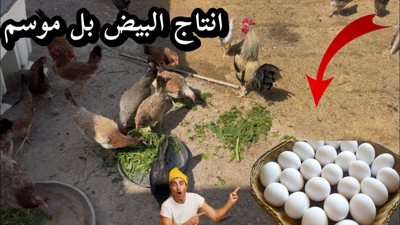 فحصت بيض🥚الفقاسه ونصدمت😱خليت وجبت بيض بل فقاسه انتاج البيض🤲