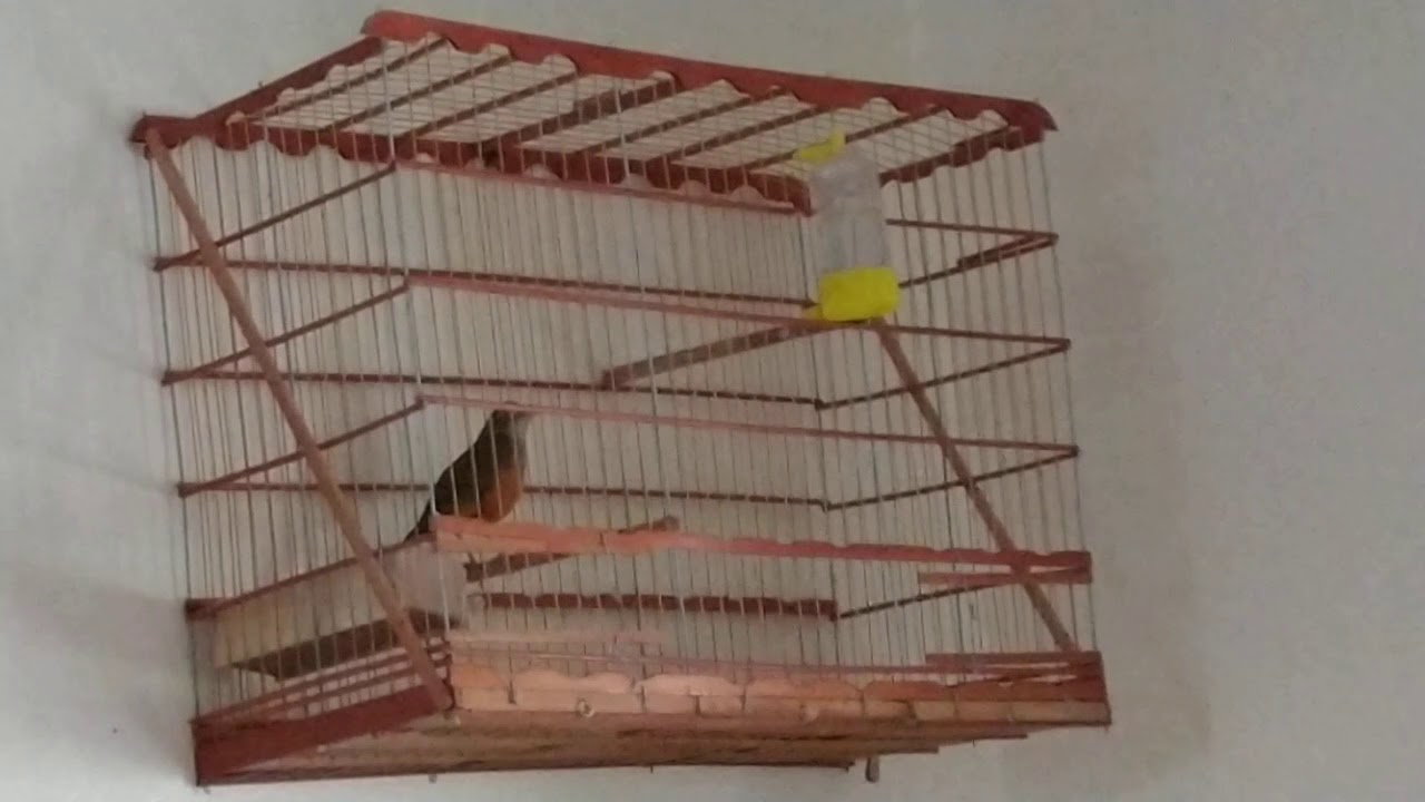 Sabia disputando canto.