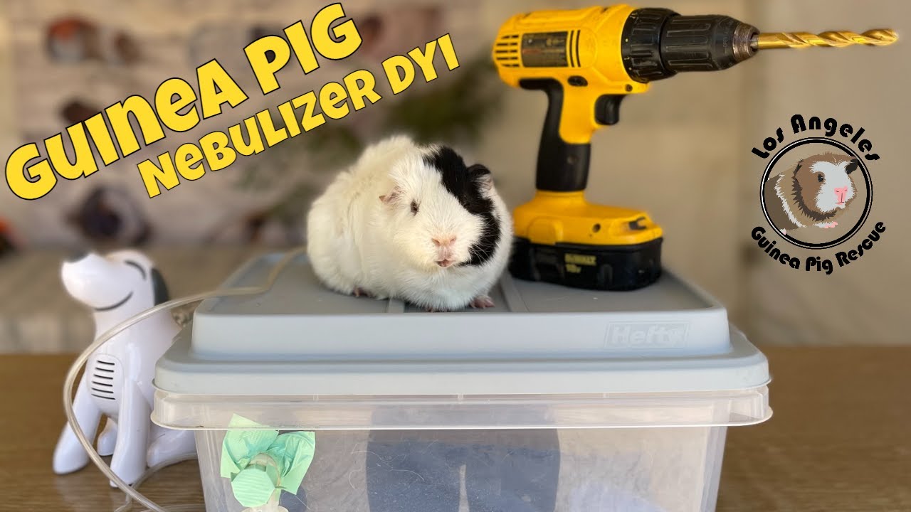 How to Build a Guinea Pig Nebulizer