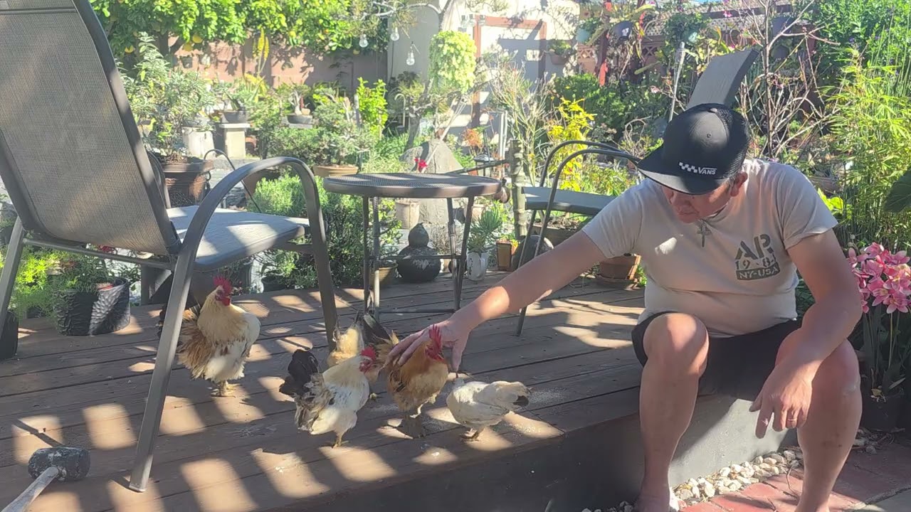 Spending time with my chickens 