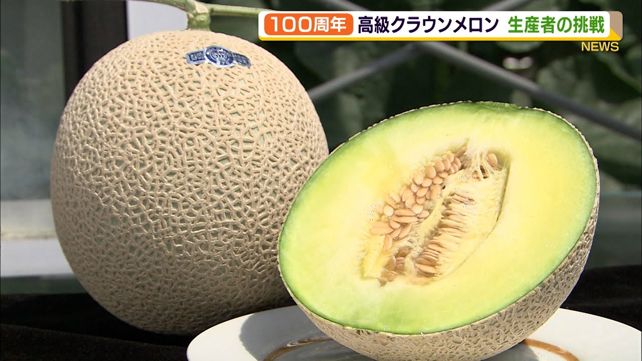 高級クラウンメロン　苦境の中で迎えた１００周年　生産者の挑戦