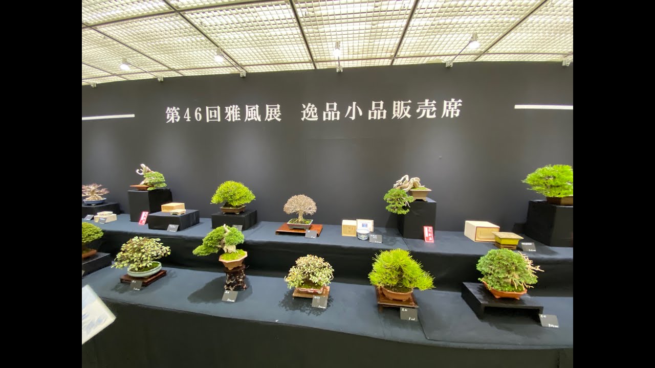 Kyoto Exhibition World Small Bonsai 