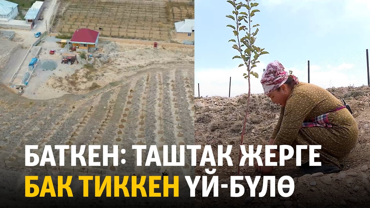 Баткен: Таштак жерге бак тиккен үй-бүлө