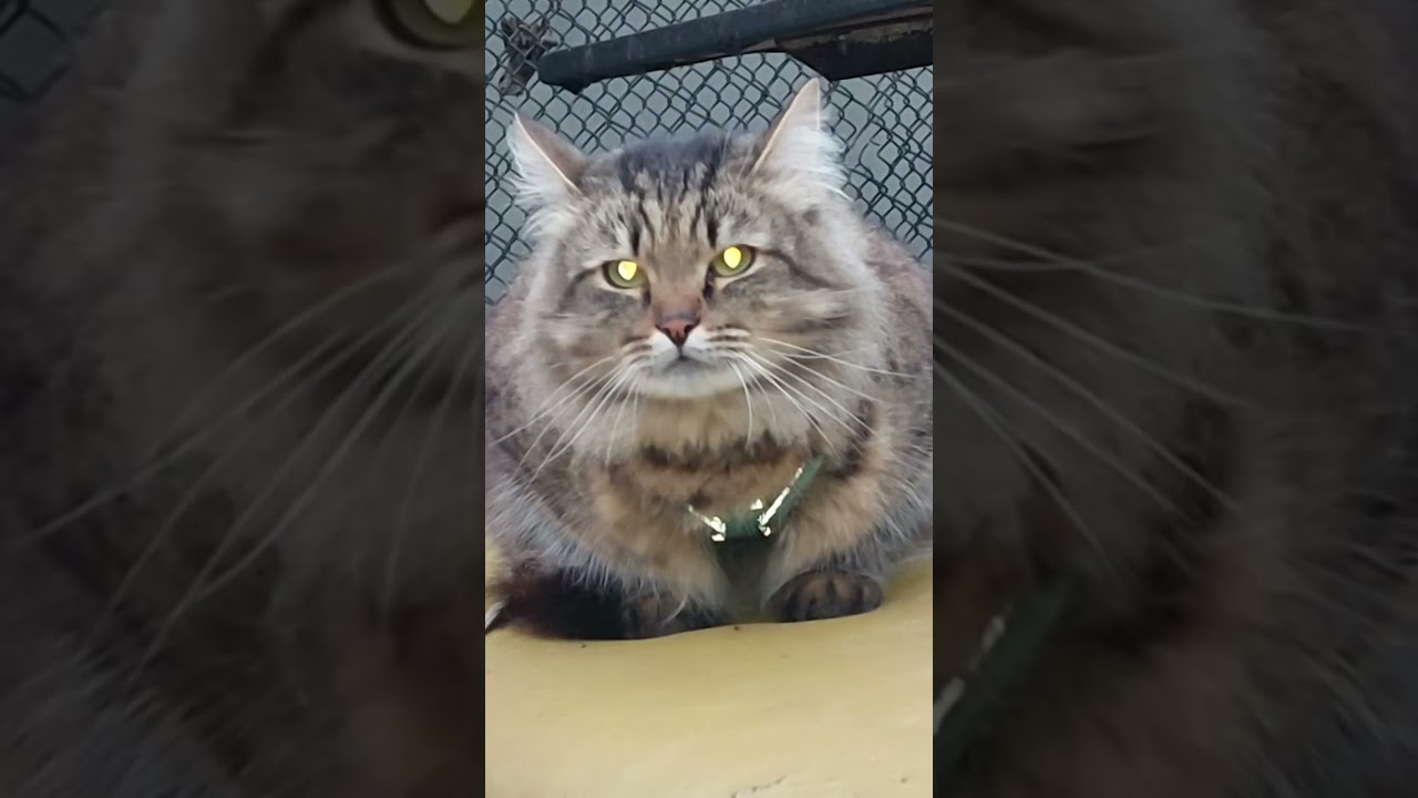 Котик