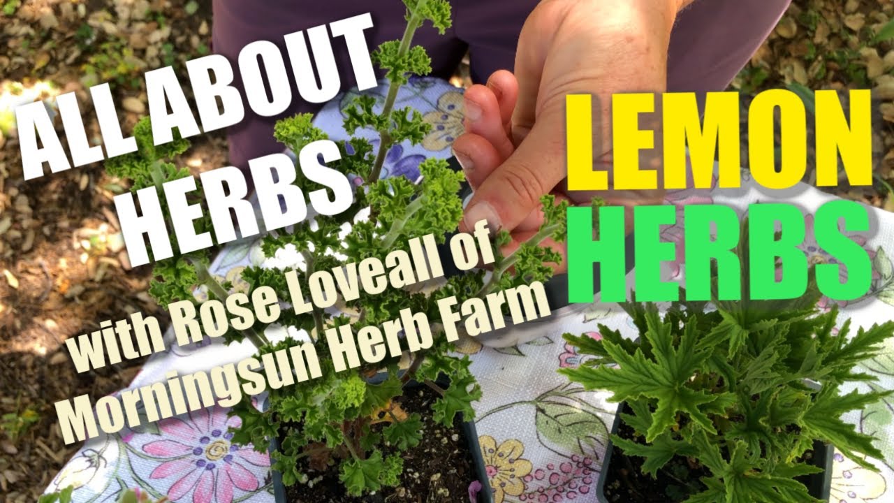 4/8: Lemon Herbs - Morningsun Herb Farm's 8-video series 