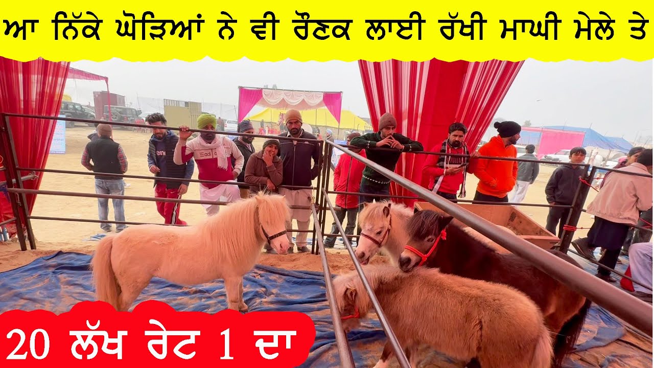 ਬਾਈ ਕਹਿੰਦਾ ਅਮਰੀਕਾ ਤੋਂ ਮੰਗਵਾਉਣੇ ਪੈਂਦੇ ਆ ਇਹ ਘੋੜੇ ਰੋਹਬ ਦੇਖੋ ਇਹਨਾਂ ਦਾ 