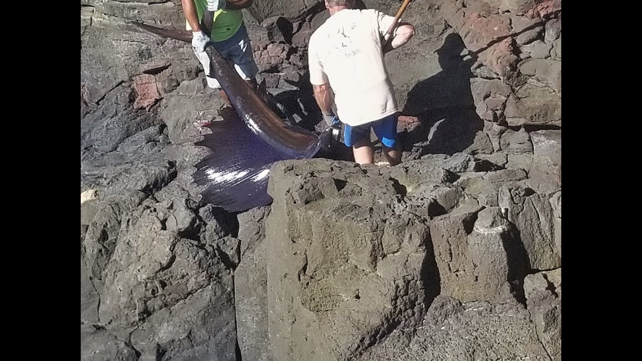 Big Sail fish caught from cliff. Biggest fish I have seen caught from land. Big Island