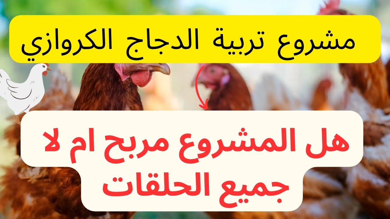 دورة شاملة حول مشروع تربية الدجاج الكروازي🐤🐔جميع الحلقات