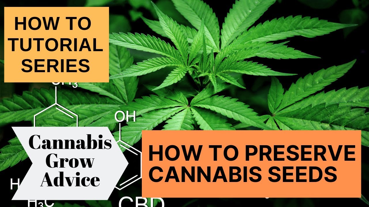 How to Preserve Cannabis / Weed Seeds