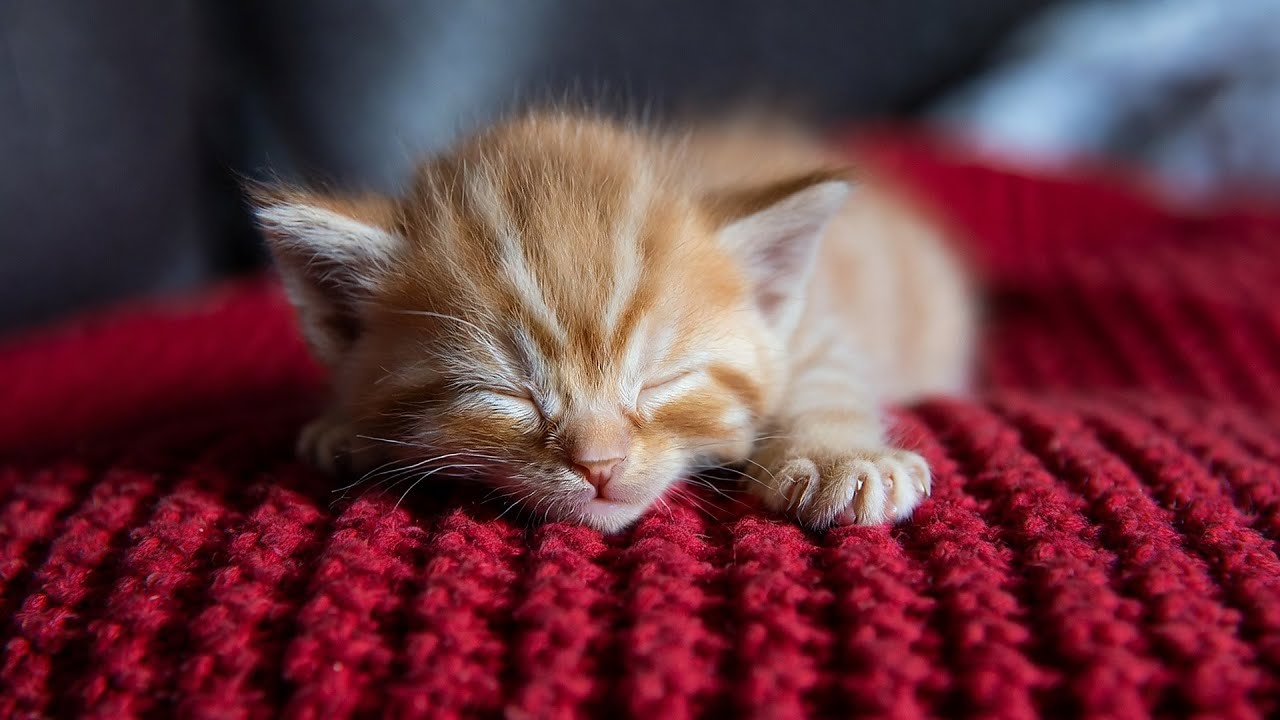 LIVE Adorable Sleeping Cats for Cozy Background 🧡 | Season 7