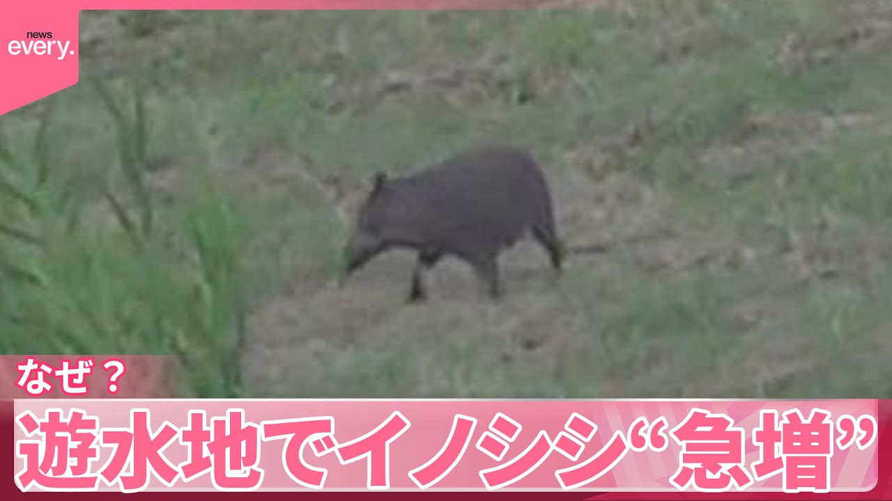 【イノシシ】日本最大の遊水地で“急増”なぜ？　住民から不安の声　スイカ食い荒らし…