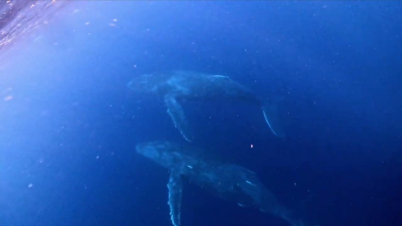 クジラとの遭遇