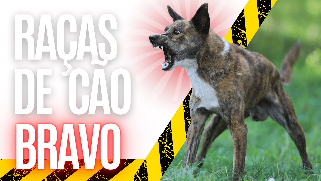 CONHEÇA 5 RAÇAS DE CACHORROS BRAVOS | PITBULL E ROTTWEILER ESTÃO NA LISTA | DOGBRTV 🐕