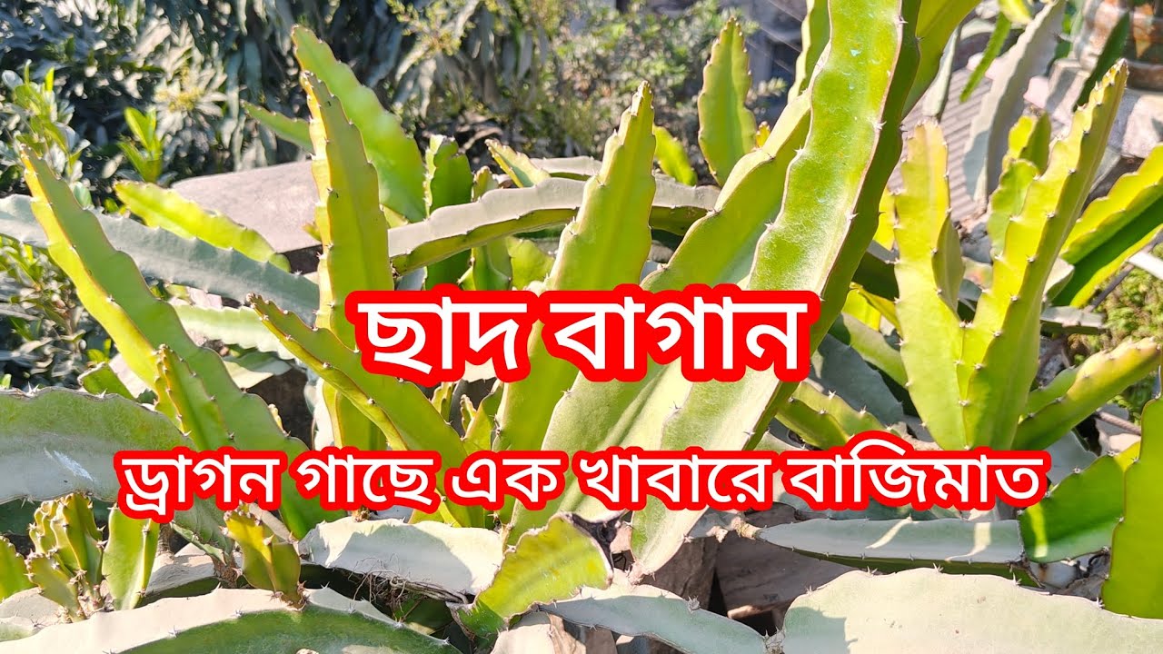 সামান্য কিছু পরিচর্যা করেও ড্রাগন গাছে প্রচুর ফল পাওয়ার সহজ উপায়।