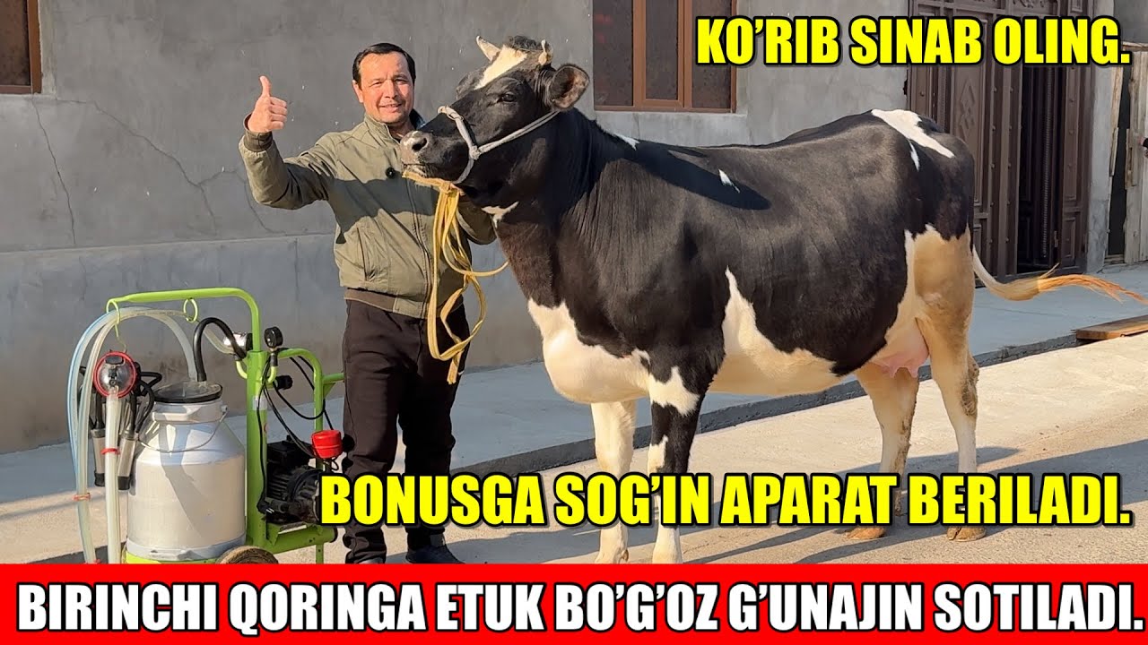 BIRINCHI QORINGA BO’G’OZ G’UNAJINLARI SOTILADI.