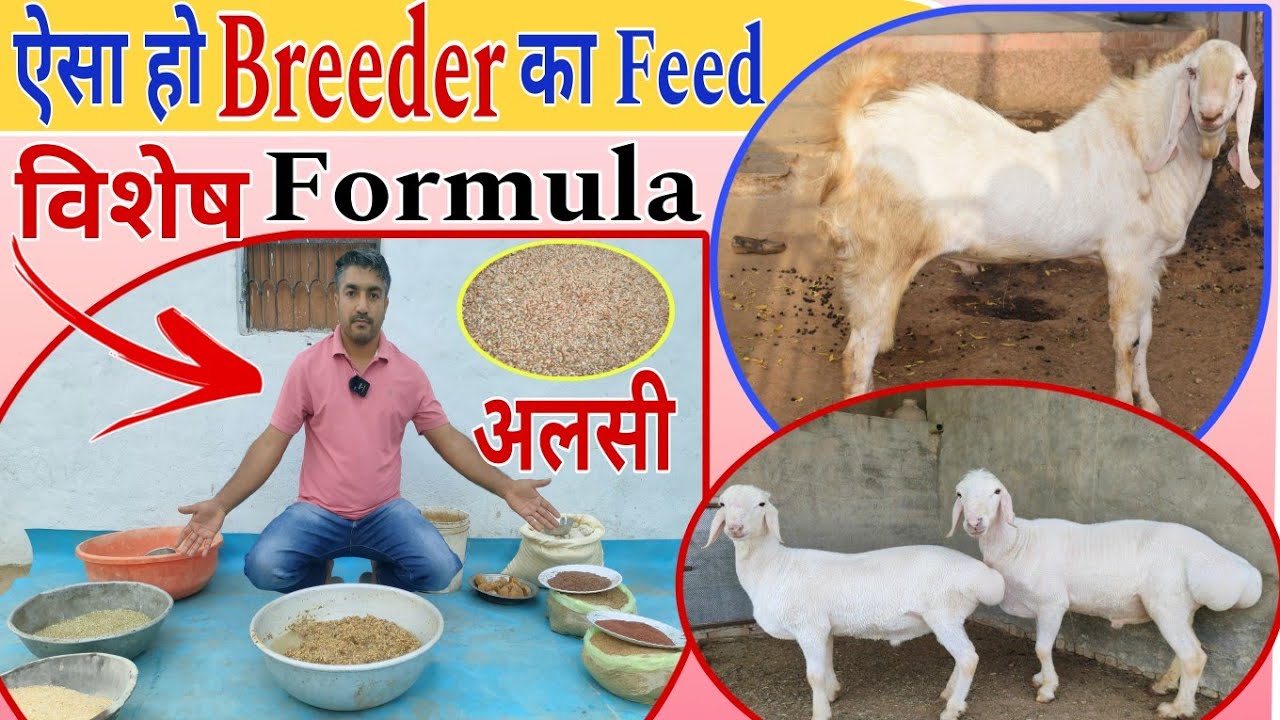 Goat Feed Formula 👍ऐसा हो बकरे का Feed / मोटा तकडा बकरा 😍Gost Breeder 