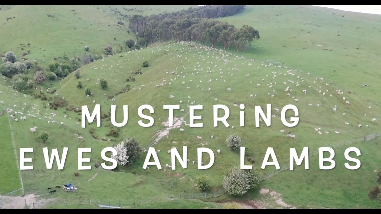 Paul moving sheep with 4 kelpies (DRONE FOOTAGE)