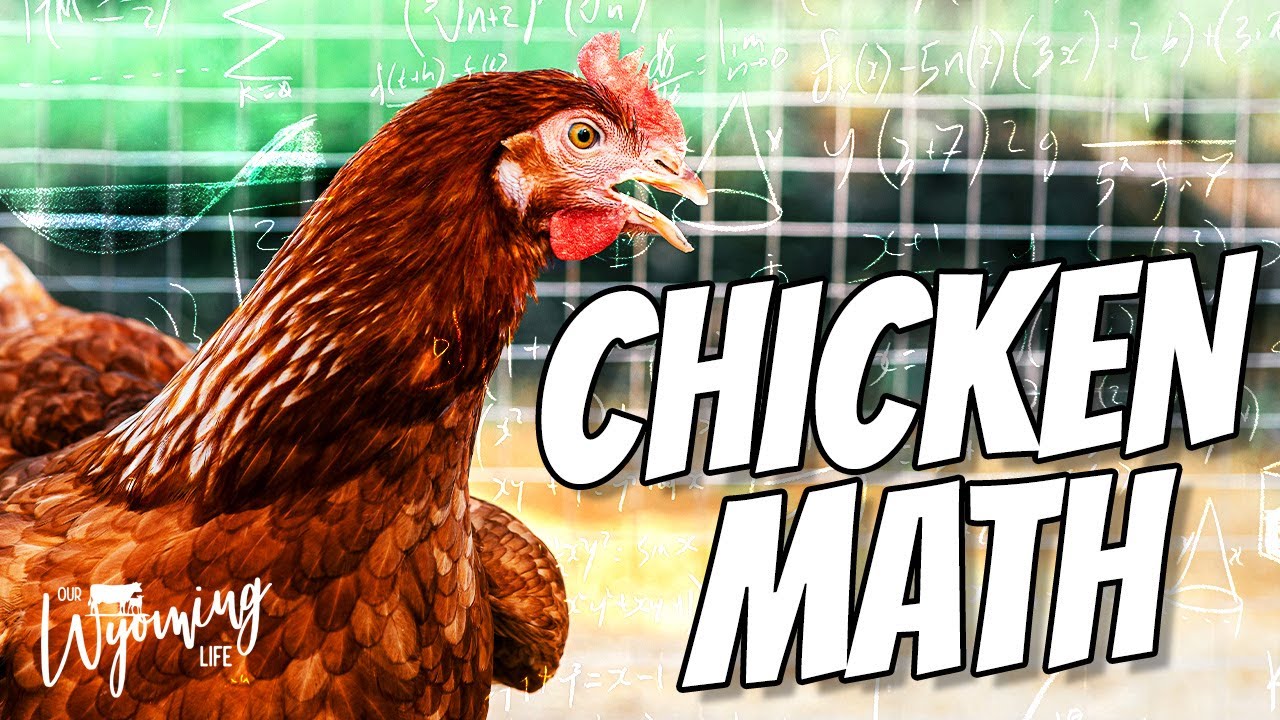 Why Eggs Are So Expensive? Raising Chickens for Eggs