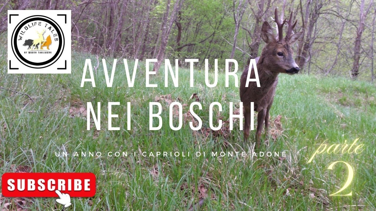 Un anno con i caprioli di Monte Adone - pt. 2  (sub. Eng) (feat A. Heffes - The Elephant Queen)