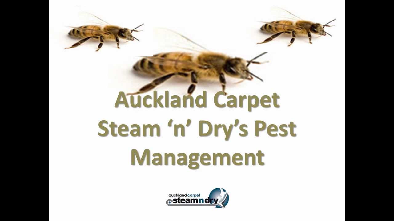 Fly Control, Pest Control Solutions