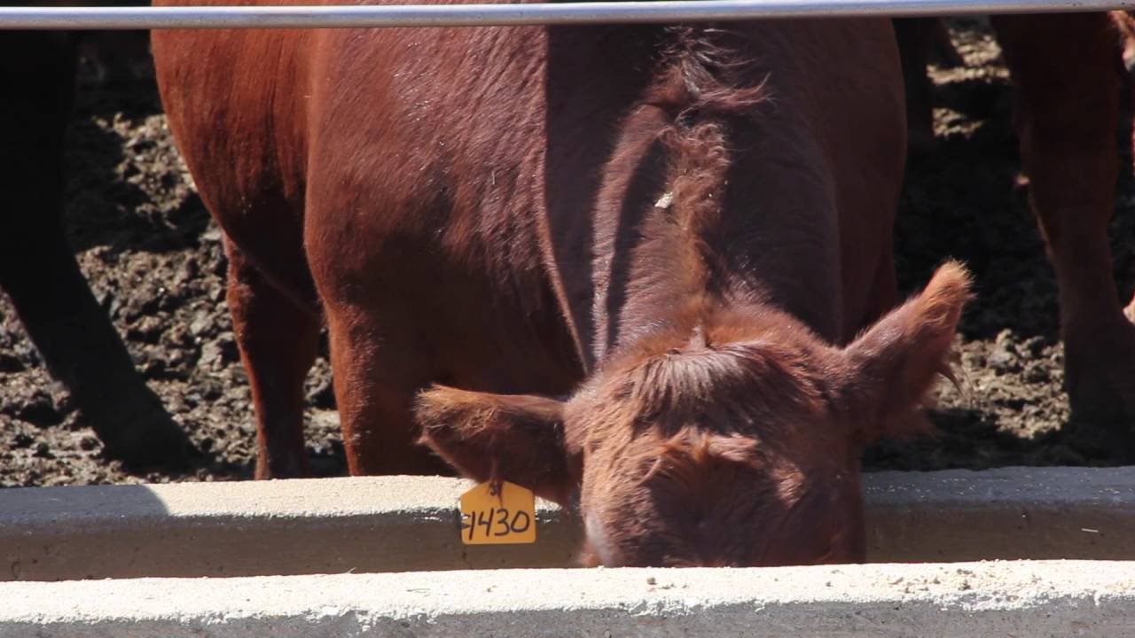 Beef School Ep 1- The Power of Silage Inoculants -  Tim McAllister