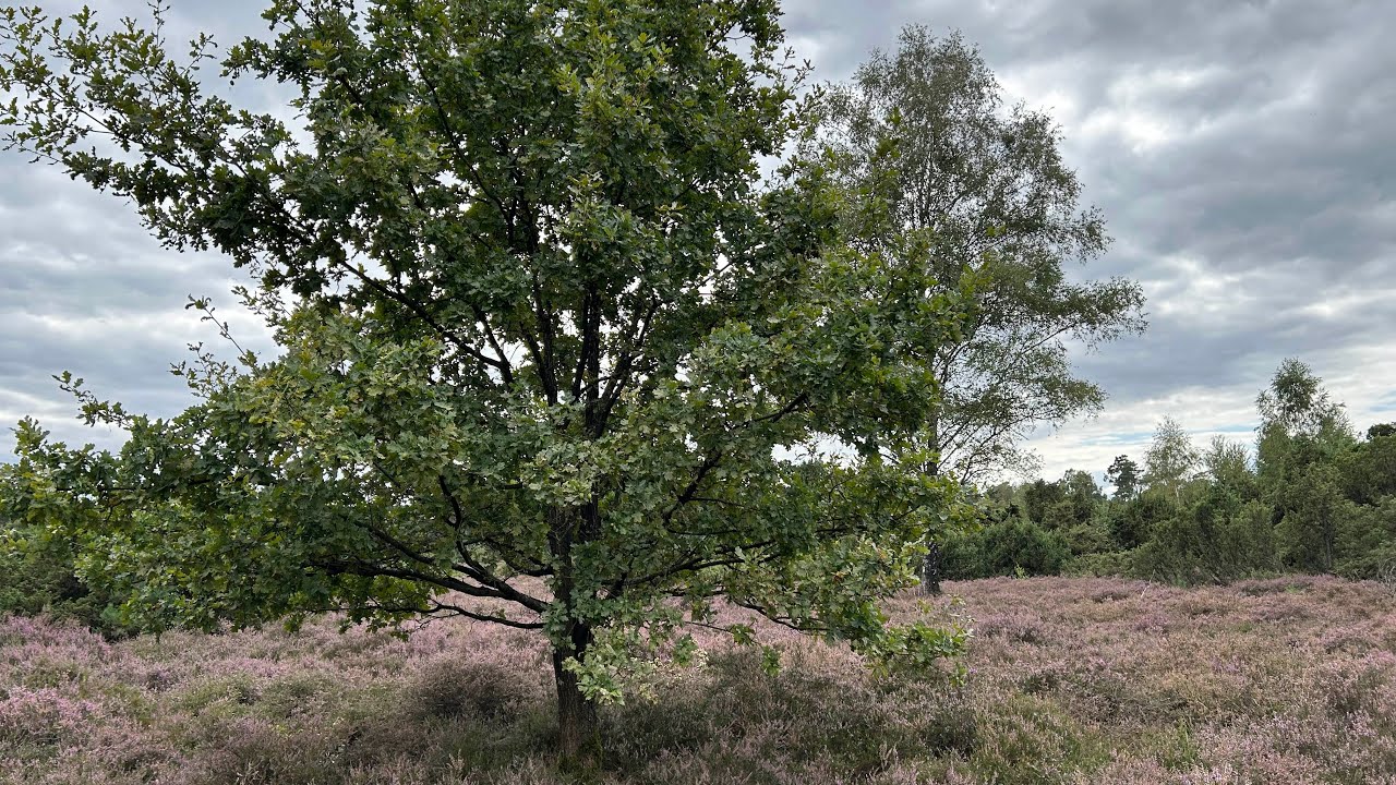 Wandelen in het Lutterzand