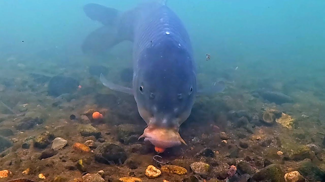 Underwater at the Moment of the Alarm
