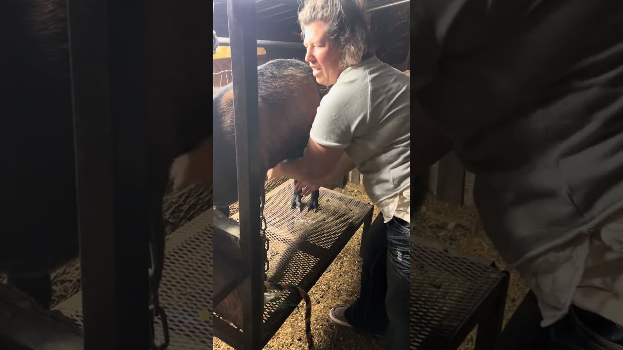 Evening Chores and a Goat Update