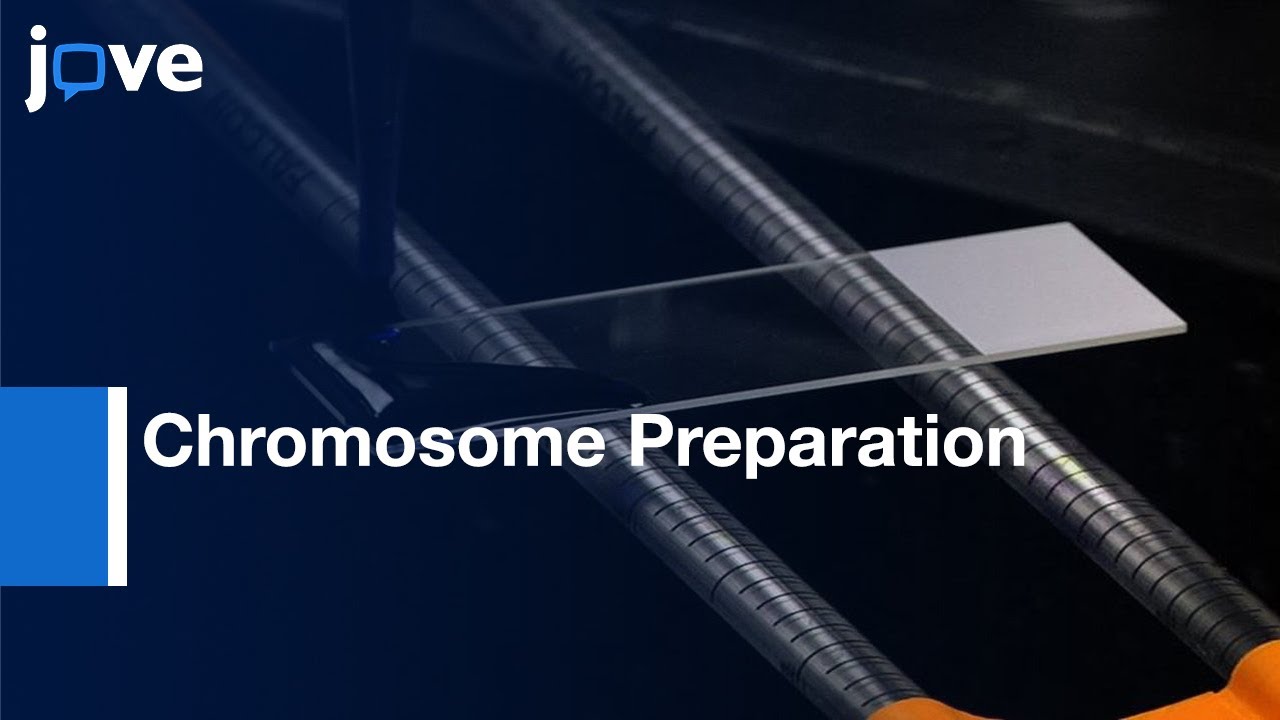 Chromosome Preparation From Cultured Cells l Protocol Preview