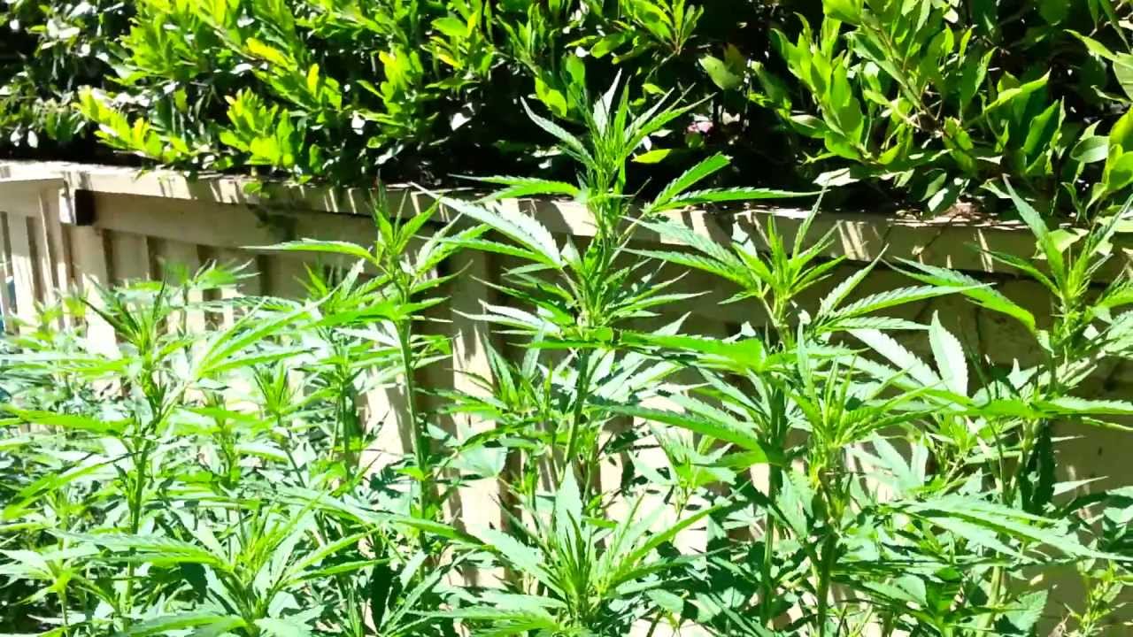 DNA Genetics - Hash Plant Haze & More 2013 Outdoor Grow Part 3