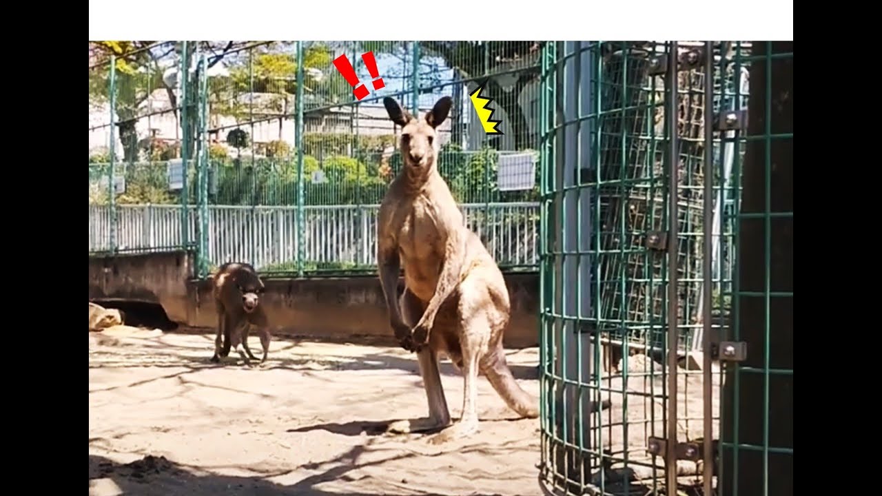 カンガルー【桐生が岡動物園】