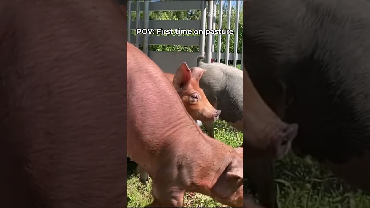 POV: First time on Pasture🐖🤩