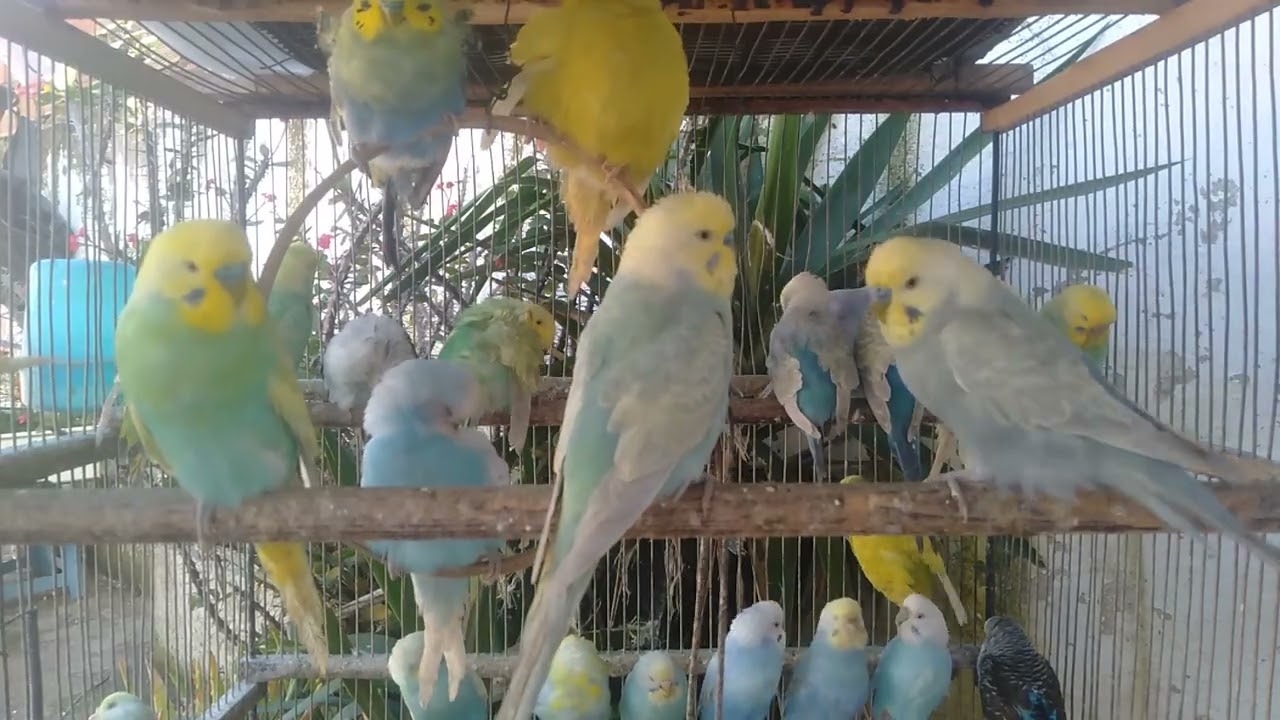 🐤セキセイインコが安心するとこうなる