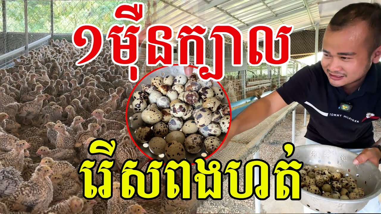 ពងច្រើនណាស់ រើសមួយថ្ងៃរាប់ពាន់​ សរសើរបងប្រុសពូកែមែន