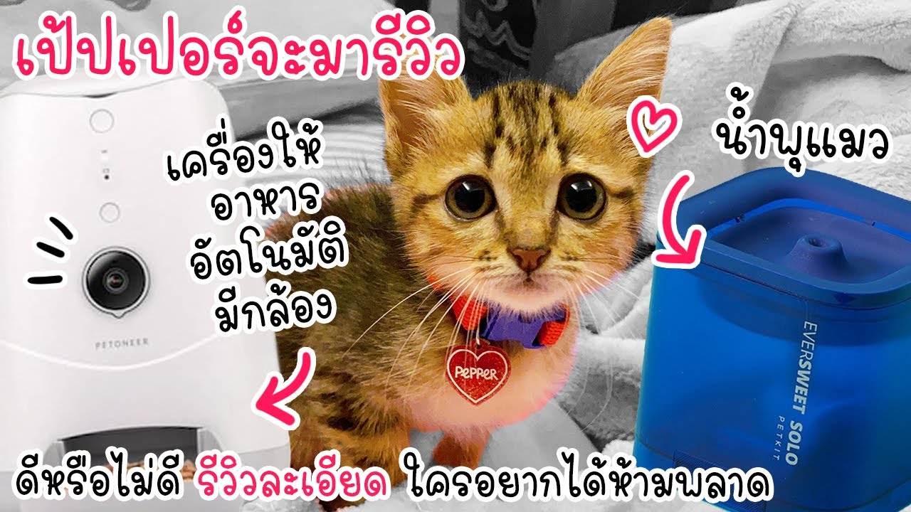 รีวิวน้ำพุแมว & เครื่องให้อาหารแมวอัตโนมัติ ของแมวน้อยเป้ปเปอร์ !! รีวิวละเอียด !!