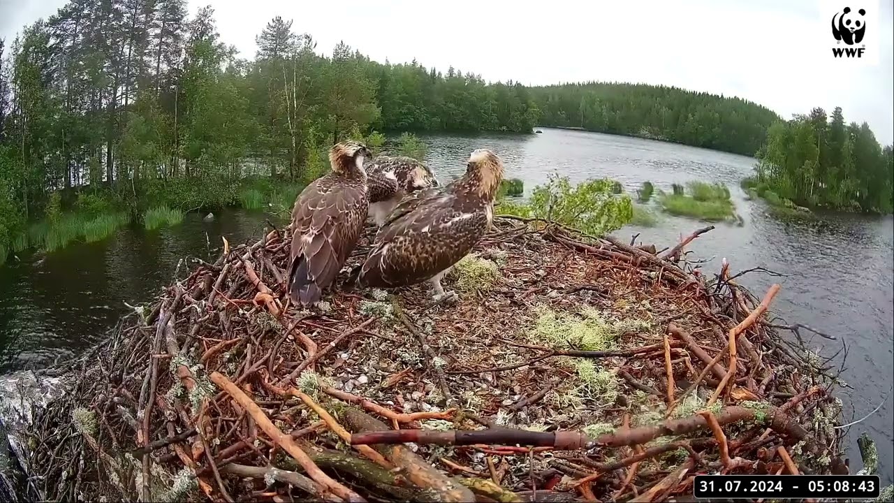 Sääksilive 31.7.2024 poikasen paluu