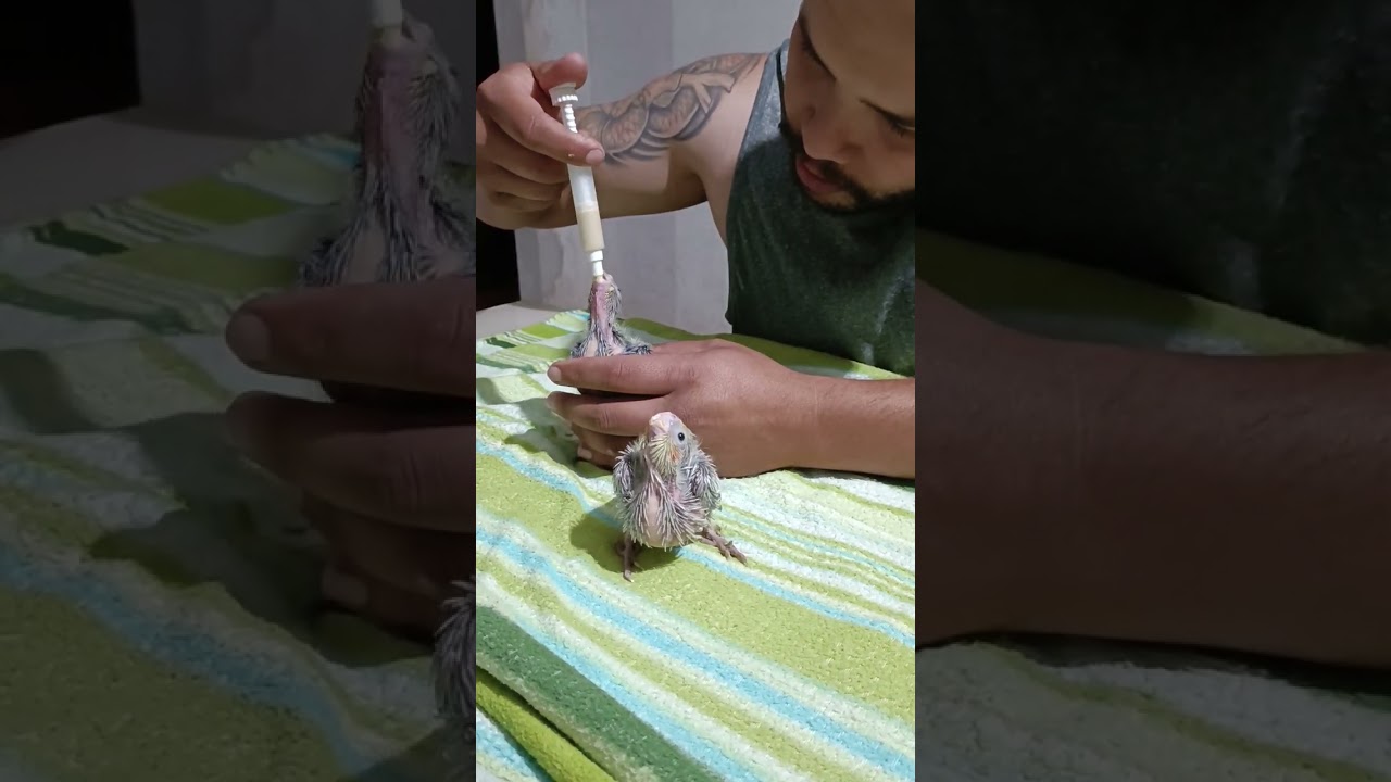 Dando papinha pra calopsita beb&ecirc;...